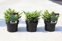 Picea abies 'Little Gem' cont. 2L 15-20 cm +f