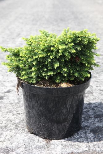 Picea abies 'Little Gem' cont. 5L 25/+ cm