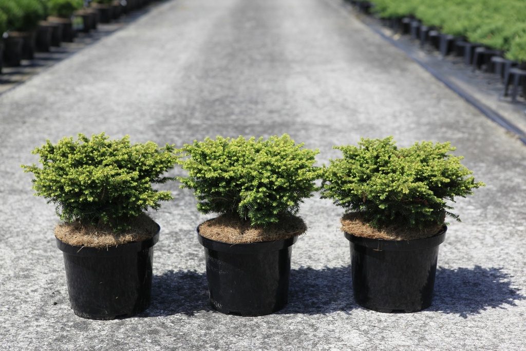 Picea abies 'Little Gem' cont. 5L 25/+ cm