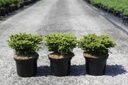 Picea abies 'Little Gem' cont. 5L 25/+ cm