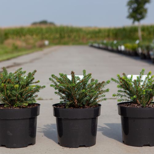 Picea abies 'Nidiformis' cont. 3L 20-25 cm +p