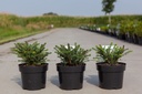 Picea abies 'Nidiformis' cont. 3L 20-25 cm +f