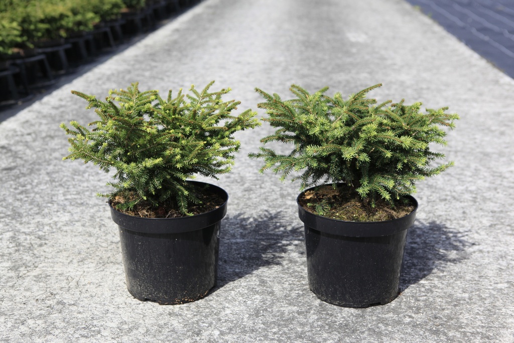 Picea abies 'Nidiformis' cont. 7,5L 30-40 cm