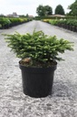 Picea abies 'Nidiformis' cont. 7,5L 30-40 cm