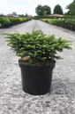 Picea abies 'Nidiformis' cont. 7,5L 30-40 cm