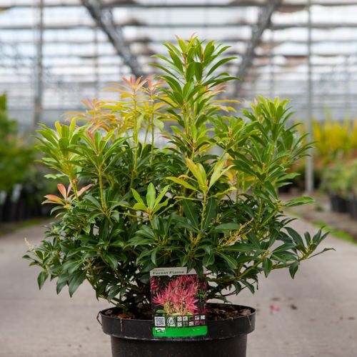 Pieris 'Forest Flame' cont. 10L 60/+ cm +B