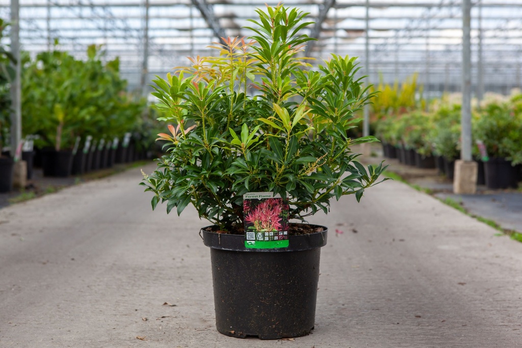 Pieris 'Forest Flame' cont. 10L 60/+ cm +f