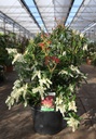 Pieris 'Forest Flame' cont. 10L 60/+ cm +p