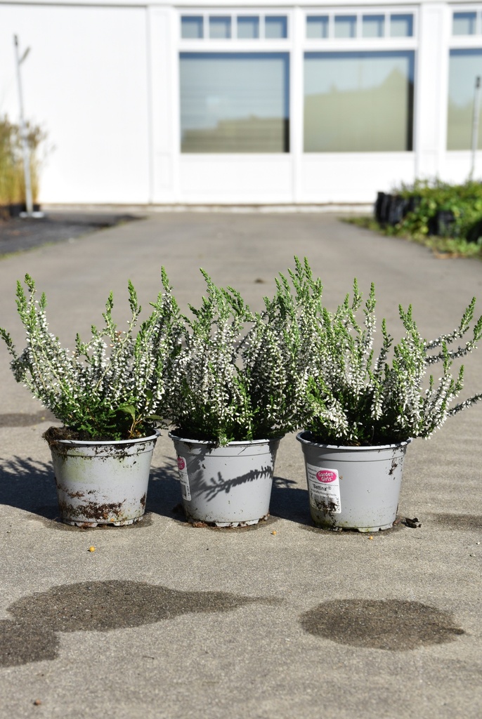[P] Erica carnea Kont. 1L (gemischte Sorten)