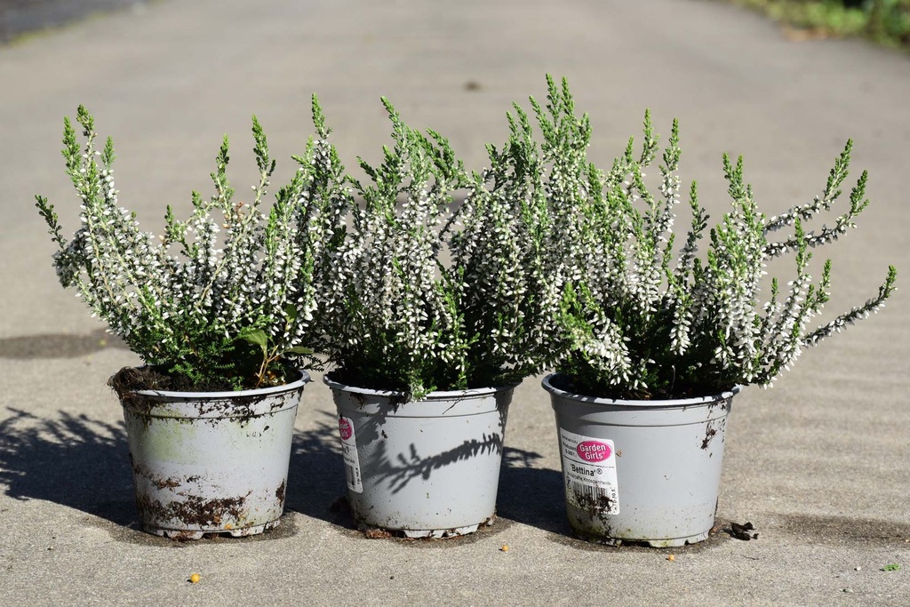 [P] Erica carnea cont. 1L (mixed colours)