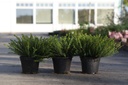 Erica carnea cont. 1L (in soorten)
