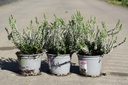 Erica carnea kont. 1L (blandede farger)