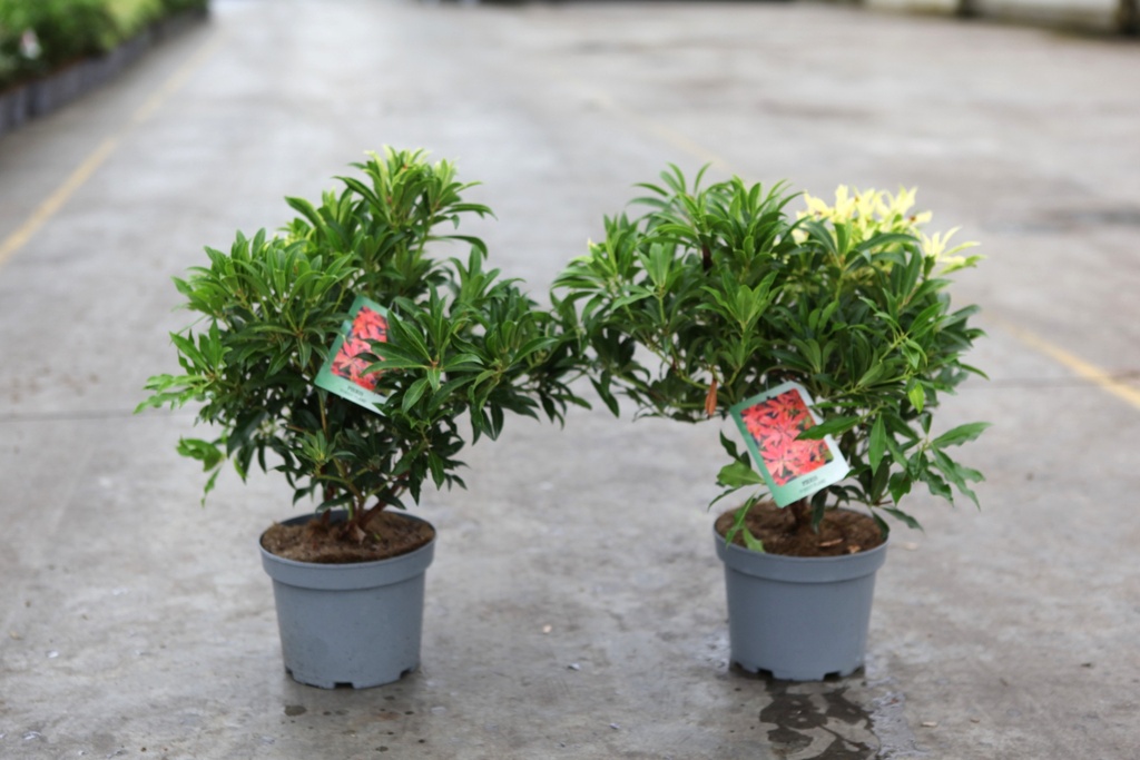 Pieris 'Forest Flame' Kont. 3L 30-40 cm +B