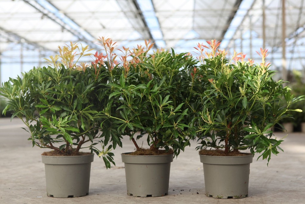 Pieris 'Forest Flame' cont. 3L 30-40 cm +f