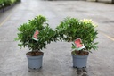 Pieris 'Forest Flame' Kont. 3L 30-40 cm +B