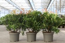 Pieris 'Forest Flame' cont. 3L 30-40 cm +f