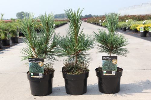 Pinus flexilis 'Vanderwolf's Pyramid' cont. 3L 25-30 cm +B