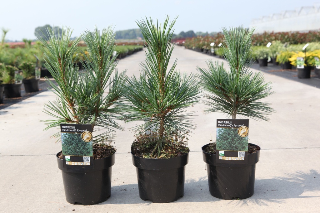 Pinus flexilis 'Vanderwolf's Pyramid' cont. 3L 25-30 cm +f