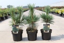 Pinus flexilis 'Vanderwolf's Pyramid' cont. 3L 25-30 cm +p