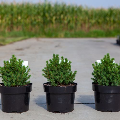 Picea glauca 'Alberta Globe' cont. 2L 15/+ cm +B