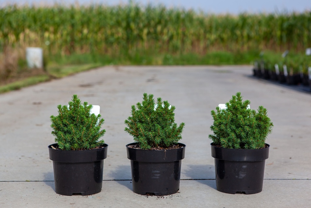 Picea glauca 'Alberta Globe' cont. 2L 15/+ cm +f