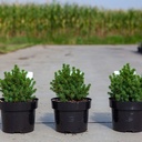 Picea glauca 'Alberta Globe' cont. 2L 15/+ cm +B