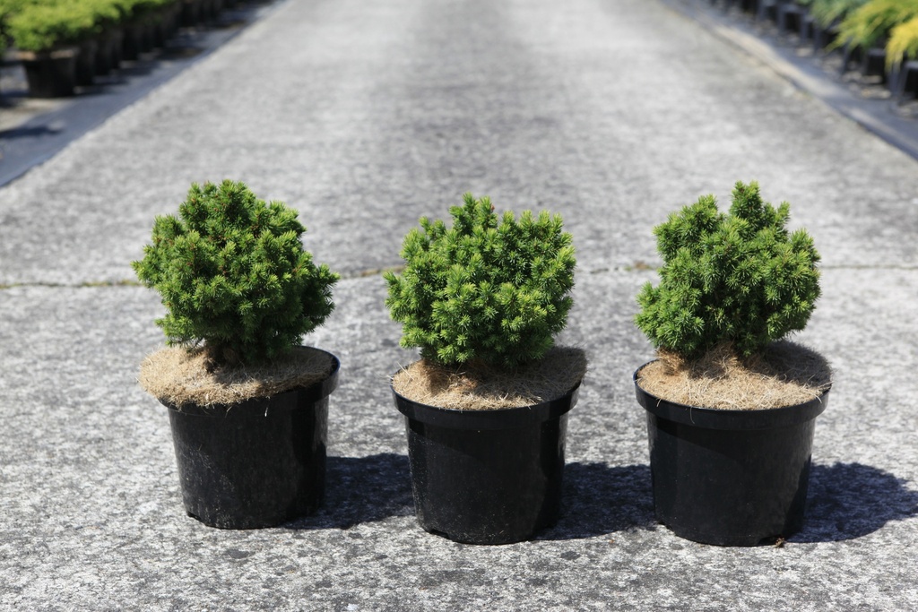 Picea glauca 'Alberta Globe' Kont. 5L 20/+ cm