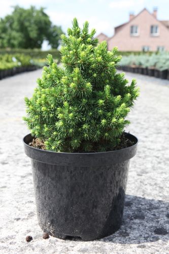 [P] Picea glauca 'Alberta Globe' cont. 5L 20/+ cm