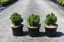 Picea glauca 'Alberta Globe' cont. 5L 20/+ cm