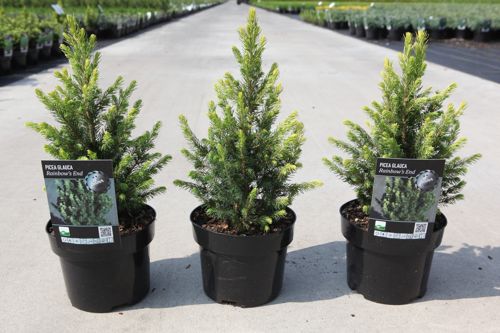 Picea glauca 'Rainbow's end' cont. 2L 20-25 cm +ф