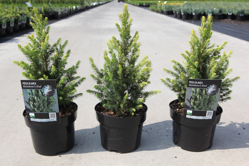 Picea glauca 'Rainbow's end' cont. 2L 20-25 cm +f