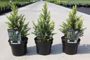 Picea glauca 'Rainbow's end' cont. 2L 20-25 cm +B