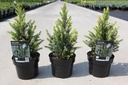 Picea glauca 'Rainbow's end' cont. 2L 20-25 cm +p