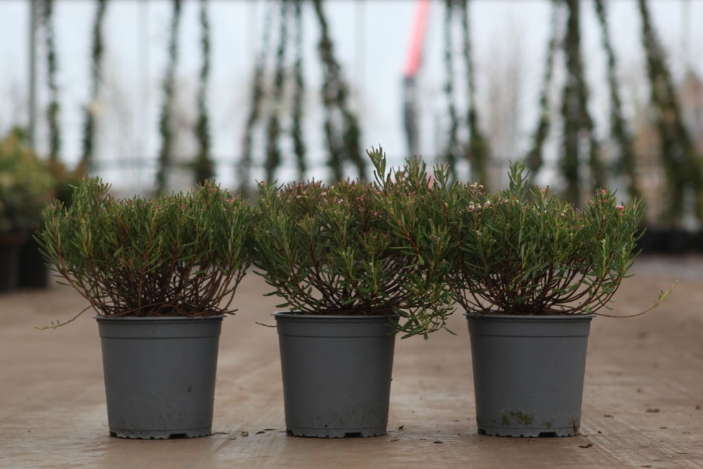 Andromeda polifolia 'Compacta' cont. 2L +f