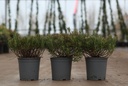 Andromeda polifolia 'Compacta' cont. 2L +ф