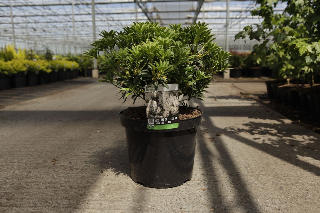 [P] Pieris japonica 'Debutante' cont. 10L 50-60 cm +ф