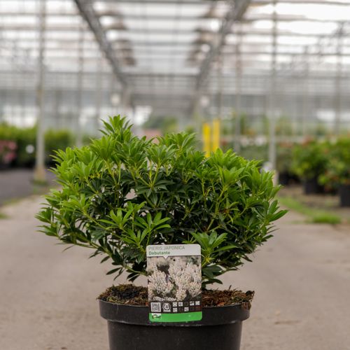 Pieris japonica 'Debutante' cont. 10L 50-60 cm +ф