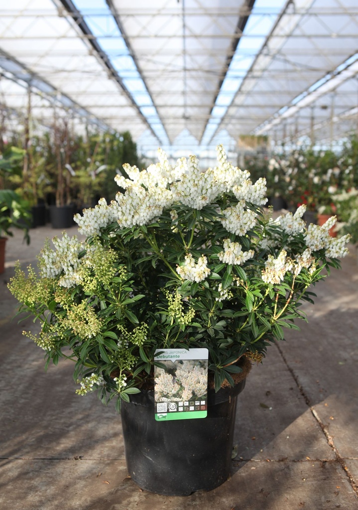 [P] Pieris japonica 'Debutante' cont. 10L 50-60 cm +p