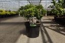 Pieris japonica 'Debutante' cont. 10L 50-60 cm +f