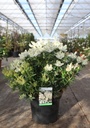 Pieris japonica 'Debutante' cont. 10L 50-60 cm +p