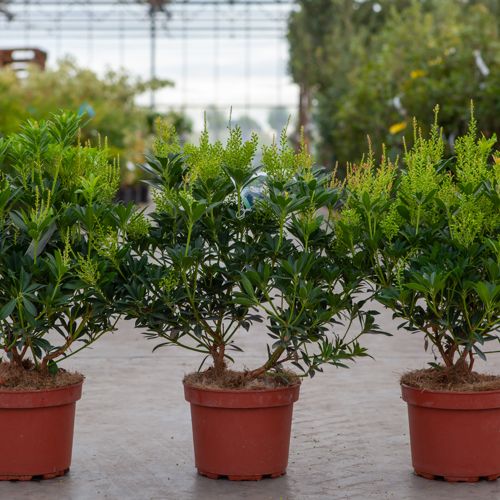 Pieris japonica 'Debutante' cont. 3L 30-40 cm +p