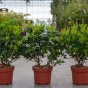 Pieris japonica 'Debutante' cont. 3L 30-40 cm +p