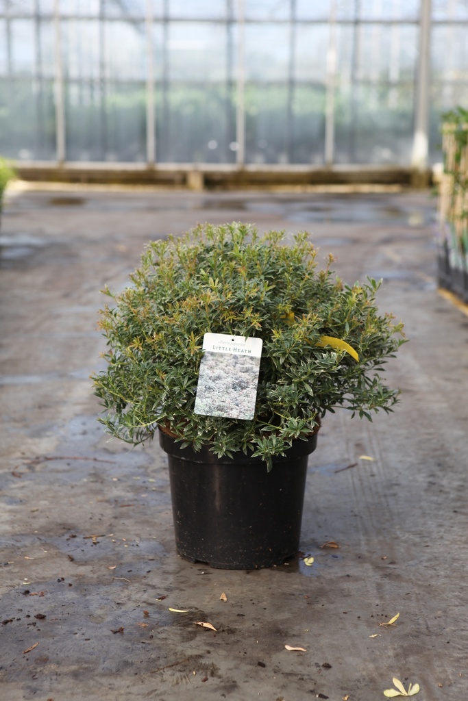 [P] Pieris japonica 'Little Heath' cont. 10L 50/+ cm +ф