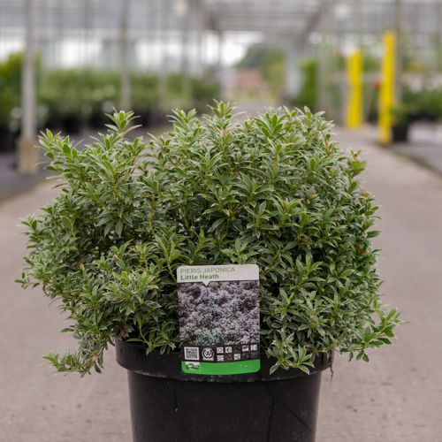 Pieris japonica 'Little Heath' cont. 10L 50/+ cm +p