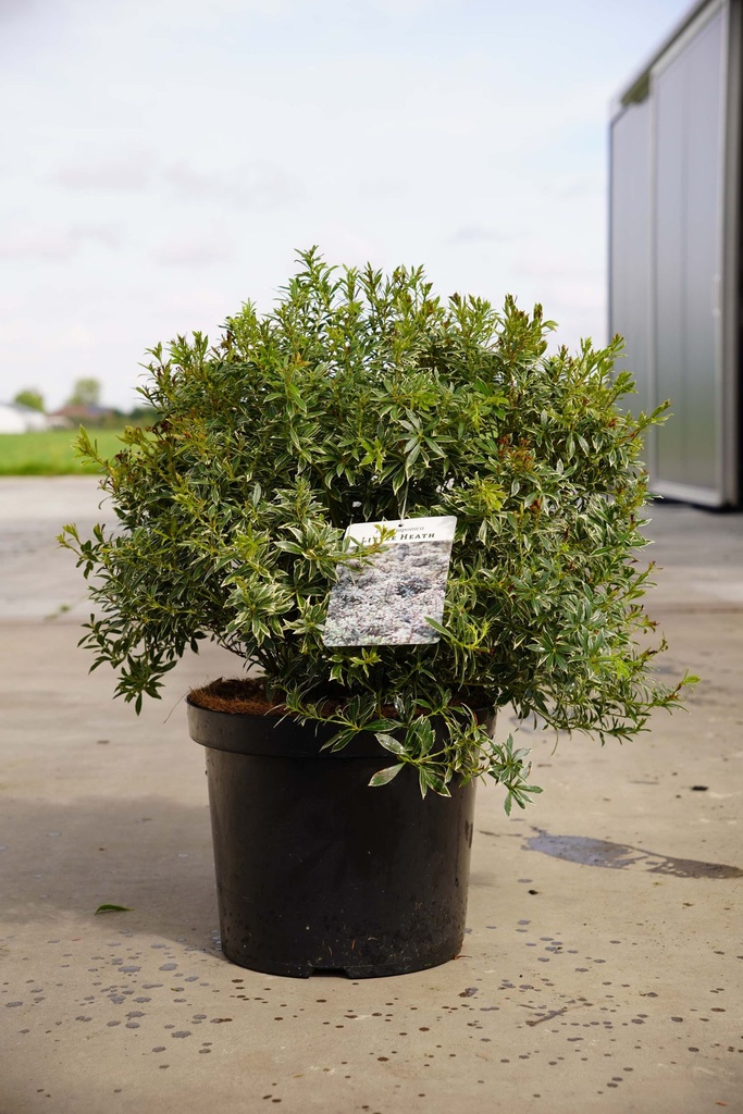 [P] Pieris japonica 'Little Heath' poj. 10L 50/+ cm +f