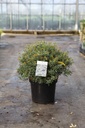 Pieris japonica 'Little Heath' cont. 10L 50/+ cm +f