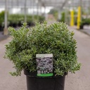 Pieris japonica 'Little Heath' cont. 10L 50/+ cm +p