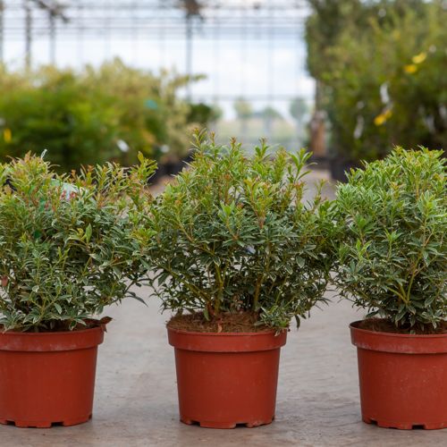 Pieris japonica 'Little Heath' cont. 3L 30-40 cm +B
