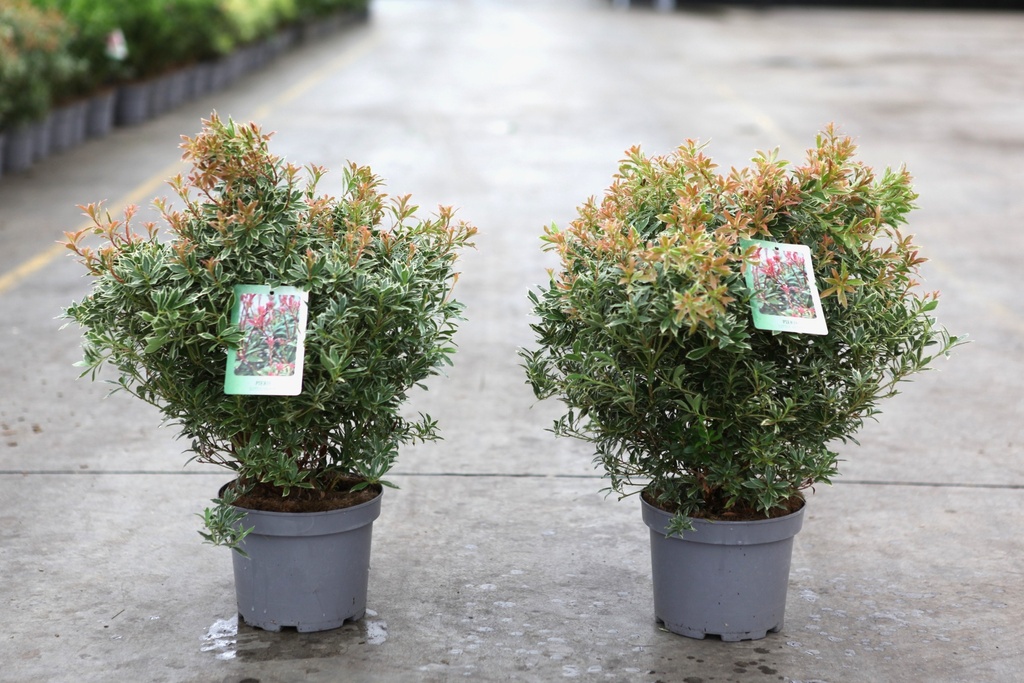 Pieris japonica 'Little Heath' cont. 3L 30-40 cm +f