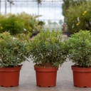 Pieris japonica 'Little Heath' cont. 3L 30-40 cm +ф